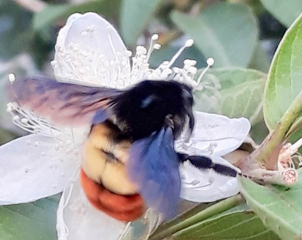 Bumble bee (Bombus haemorrhoidalis)